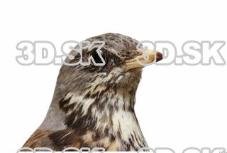 Fieldfare-Turdus pilaris 0011